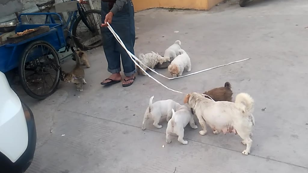 实拍老爷爷在管理狗仔